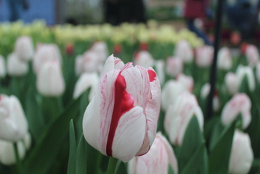 X 100 TULIPA ONE DIRECTION