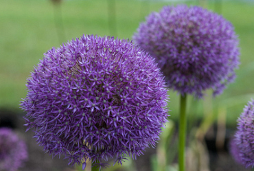 X   25 ALLIUM PINBALL WIZARD