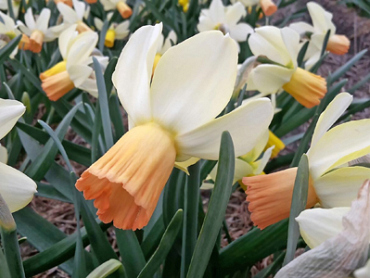 X 100 NARCISSUS CARICE