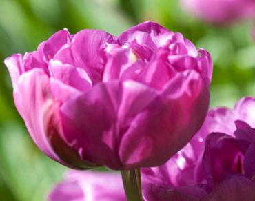 X 100 TULIPA BACKPACKER
