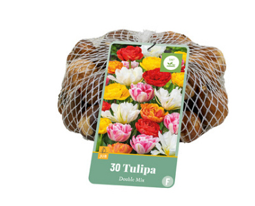 X   30 TULIPA DUBBEL MIX