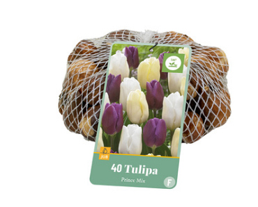 X   40 TULIPA PRINCE MIX