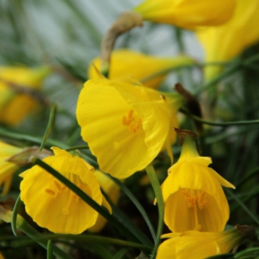 X 100 NARCISSUS DIAMOND RING