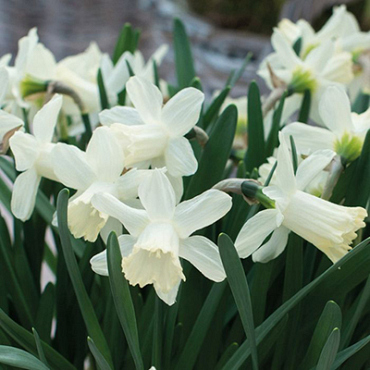 X 100 NARCISSUS ICE BABY
