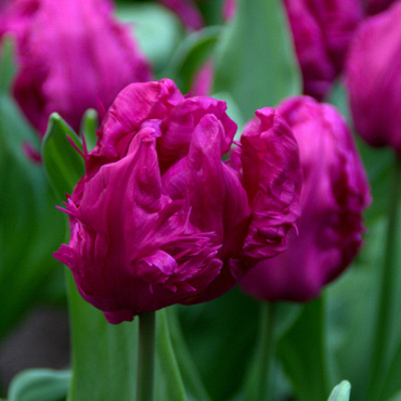 X 100 TULIPA PARROT PRINCE