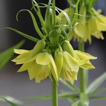 X   10 FRITILLARIA IMP. EARLY PASSION