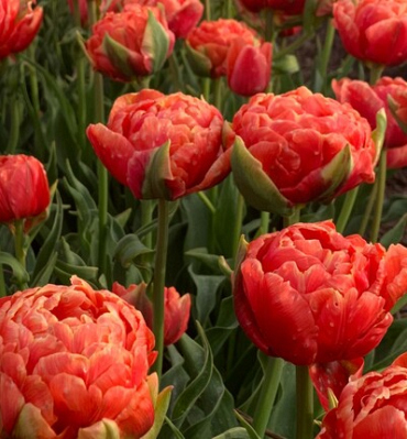 X 100 TULIPA ORANGE FLAVOUR