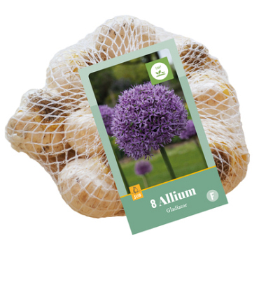X    8 ALLIUM GLADIATOR