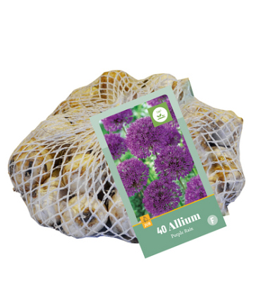 X   40 ALLIUM PURPLE RAIN