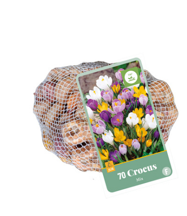 X   70 CROCUS MIX