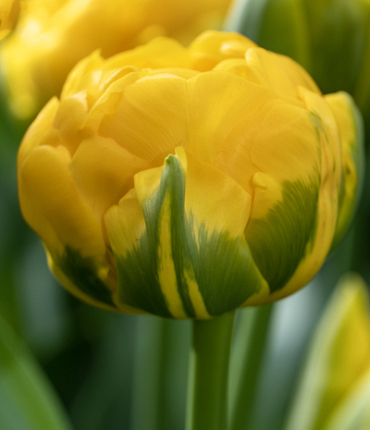 X 100 TULIPA VULCAN D'OR