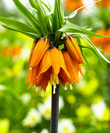 X   10 FRITILLARIA IMP. ORANGE BEAUTY