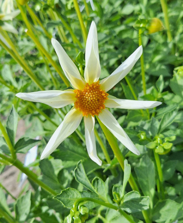 X 10 DAHLIA HONKA WIT