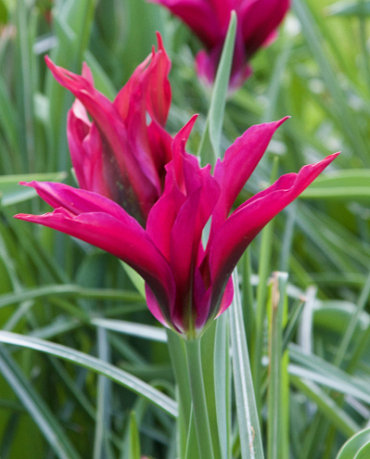 X 100 TULIPA PURPLE DANCE