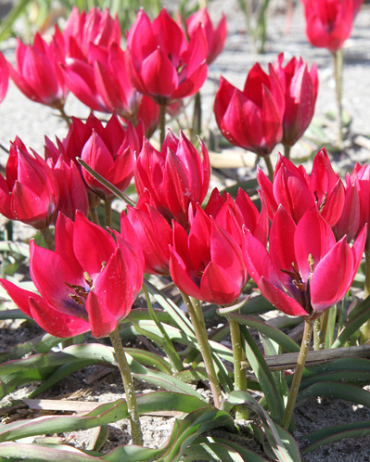 X 100 TULIPA LITTLE BEAUTY