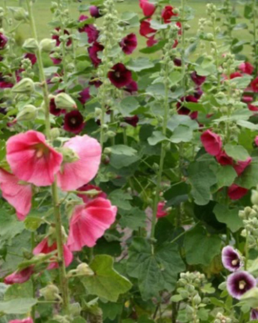 X 25 ALCEA ROSEA MIX