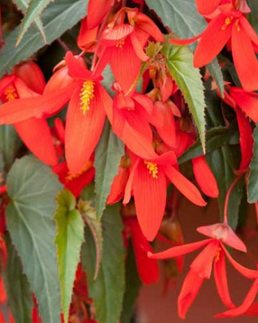 X 10 BEGONIA BOLIVIENSIS SANTA CRUZ
