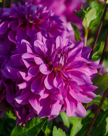 X 10 DAHLIA BLUETIFUL