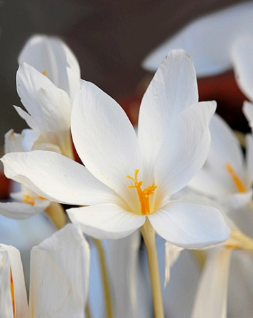 X 100 CROCUS SPECIOSUS ALBUS