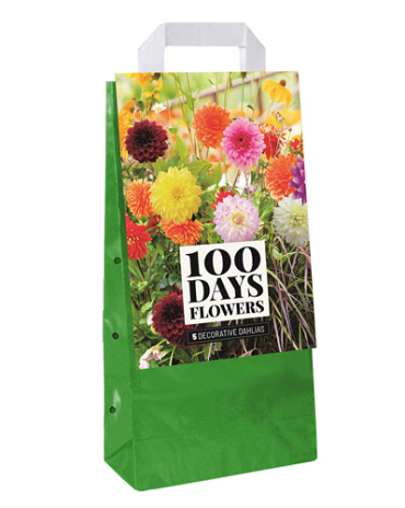 X 1 TAS 5 DAHLIA DECORATIEF MIX