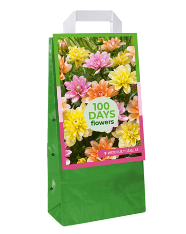 X 1 TAS 5 DAHLIA WATERLILY MIX