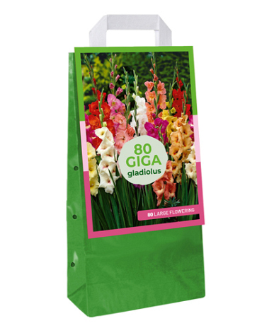 X 1 TAS 80 GLADIOLUS MIX