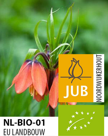 X   10 BIO FRITILLARIA EARLY DREAM