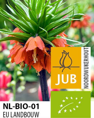 X   10 BIO FRITILLARIA IMP. RUBRA