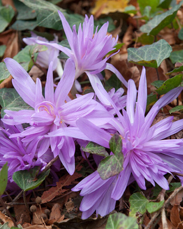 X 10 COLCHICUM WATERLILY