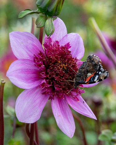 X 10 DAHLIA BLUE BAYOU