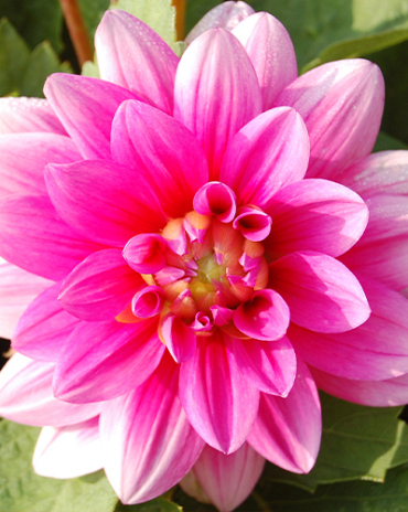 X 10 DAHLIA BLUESETTE