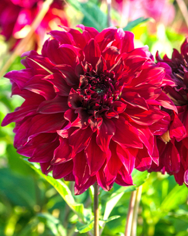 X 10 DAHLIA BOHEMIAN SPARTACUS