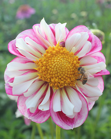 X 10 DAHLIA BUMBLE RUMBLE