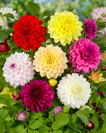 X 10 DAHLIA DECORATIVE MIX
