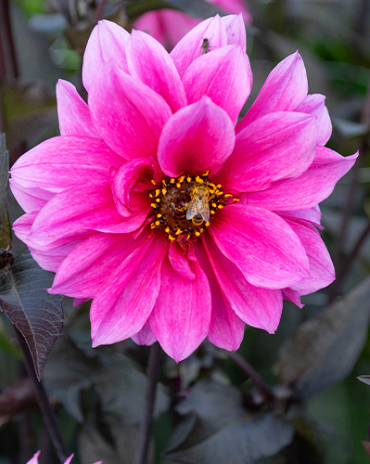 X 10 DAHLIA FASCINATION