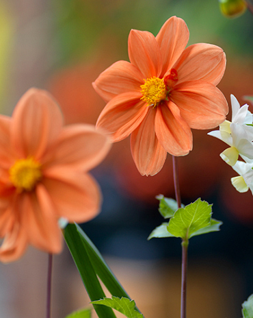 X 10 DAHLIA G.F. HEMERIK