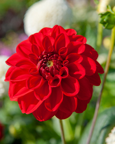X 10 DAHLIA GALLERY SINGER