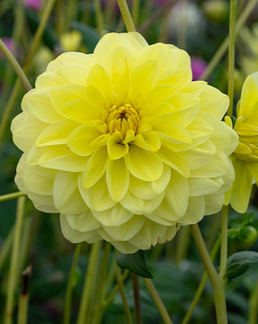 X 10 DAHLIA GLORY OF HEEMSTEDE