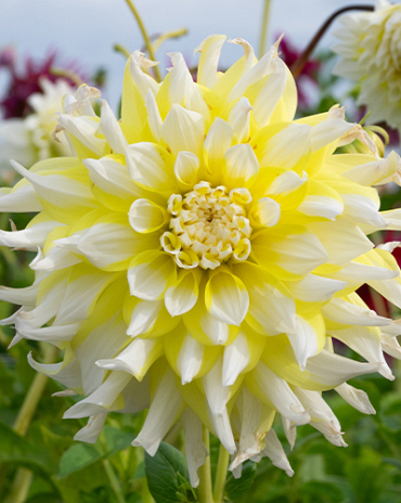 X 10 DAHLIA GRAND PRIX