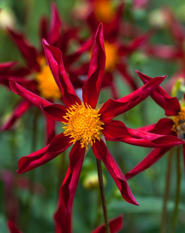 X 10 DAHLIA HONKA ROOD