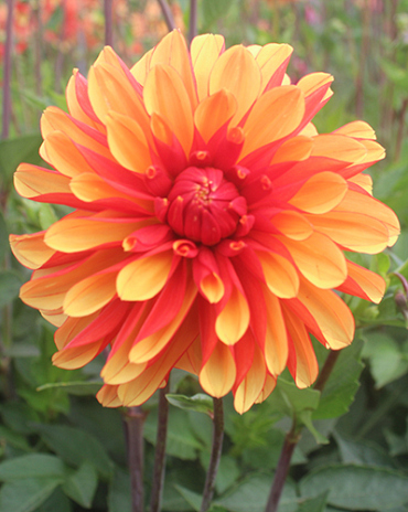 X 10 DAHLIA JAPLOU