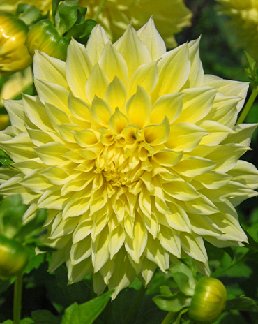 X 10 DAHLIA KELVIN FLOODLIGHT