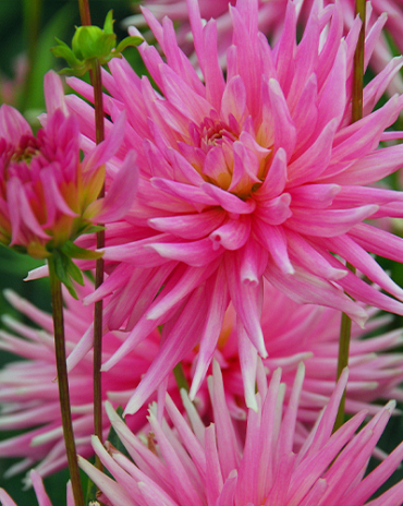 X 10 DAHLIA PARK PRINCESS