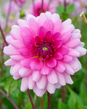 X 10 DAHLIA ROSELLA