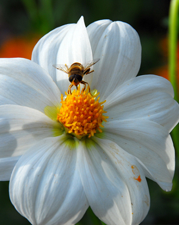 X 10 DAHLIA SNEEZY