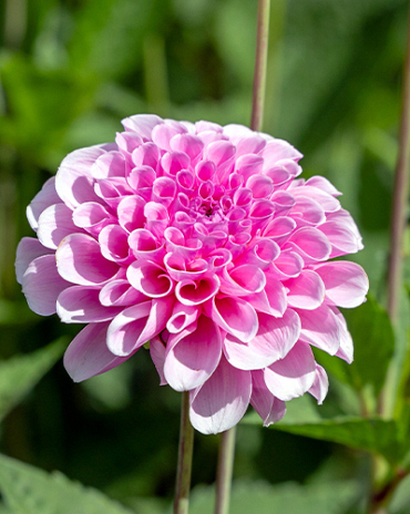 X 10 DAHLIA STOLZE VON BERLIN