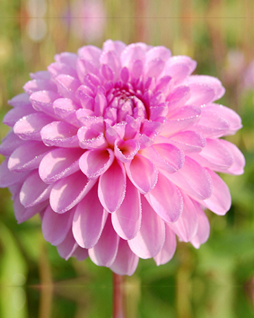 X 10 DAHLIA STOLZE VON BERLIN