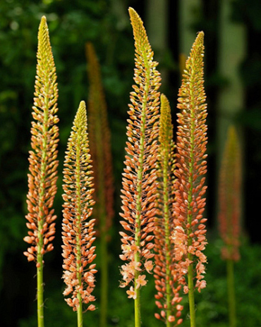 X   10 EREMURUS RUITER HYBR CLEOPATRA