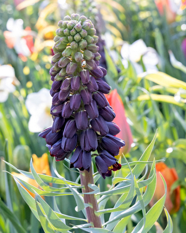 X   10 FRITILLARIA PERSICA