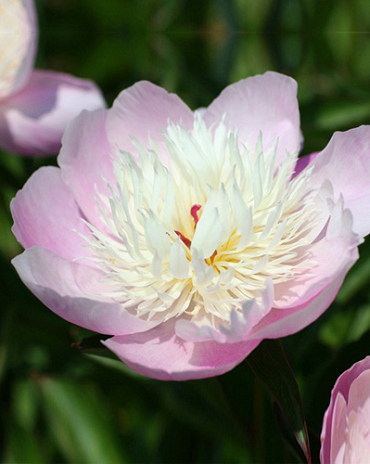 X 10 PAEONIA BOWL OF BEAUTY